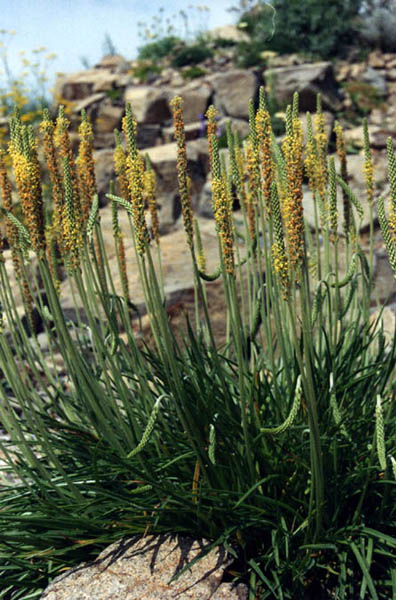Plantago maritima en fleurs sur des pelouses ventées des Alpes